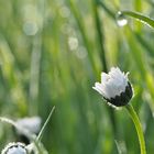 Gänseblümchen am Wegesrand