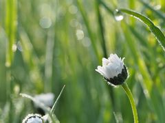 Gänseblümchen am Wegesrand