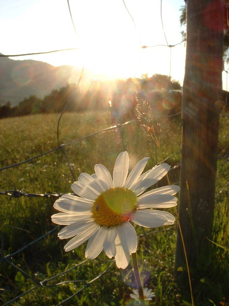 Gänseblümchen am Wegesrand...