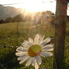 Gänseblümchen am Wegesrand...