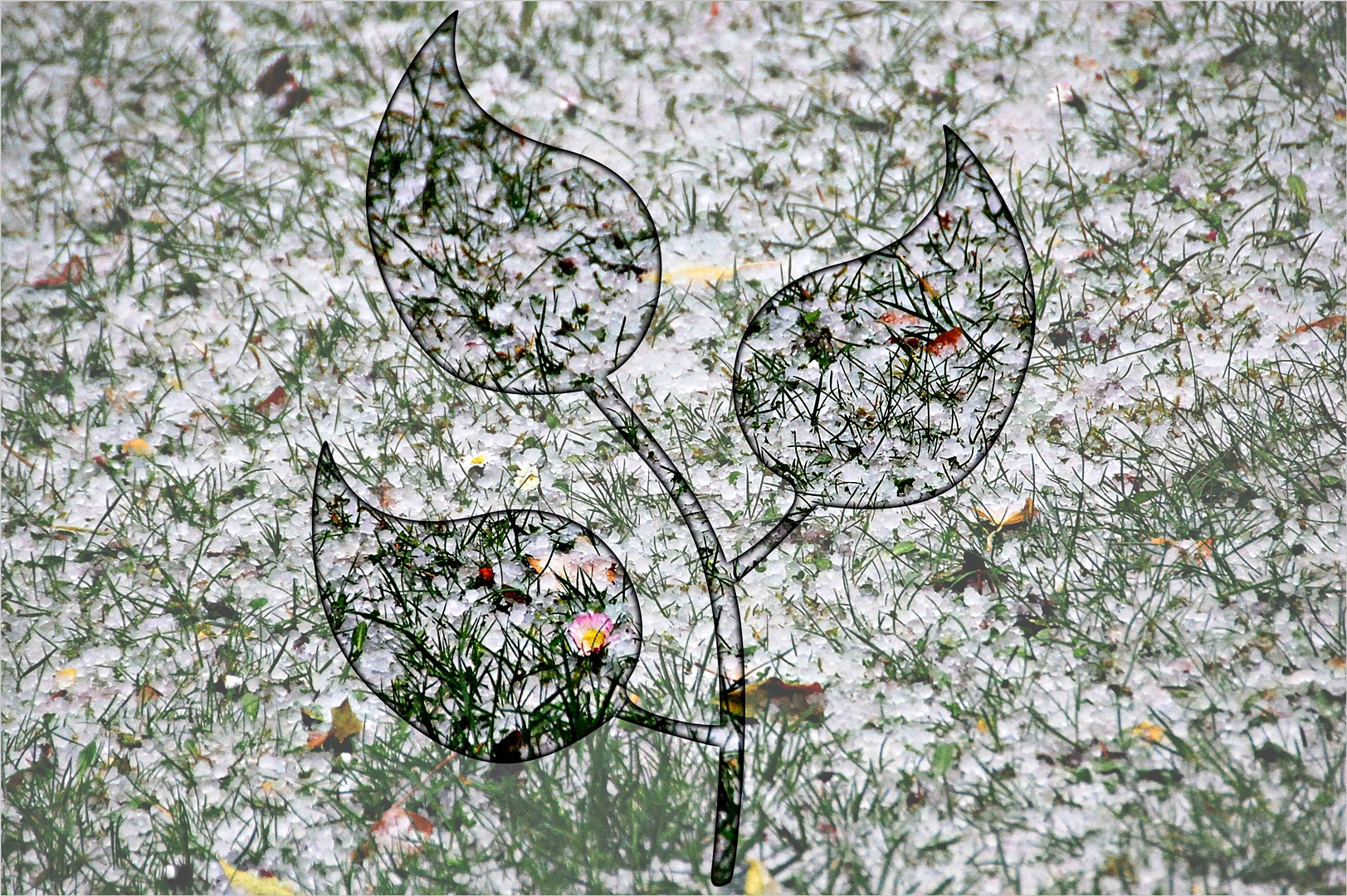 Gänseblümchen an Hagel