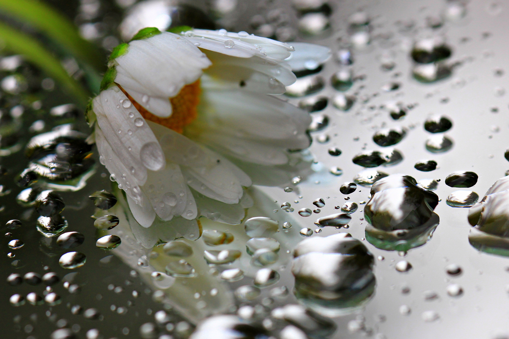 Gänseblümchen an Regentropfen