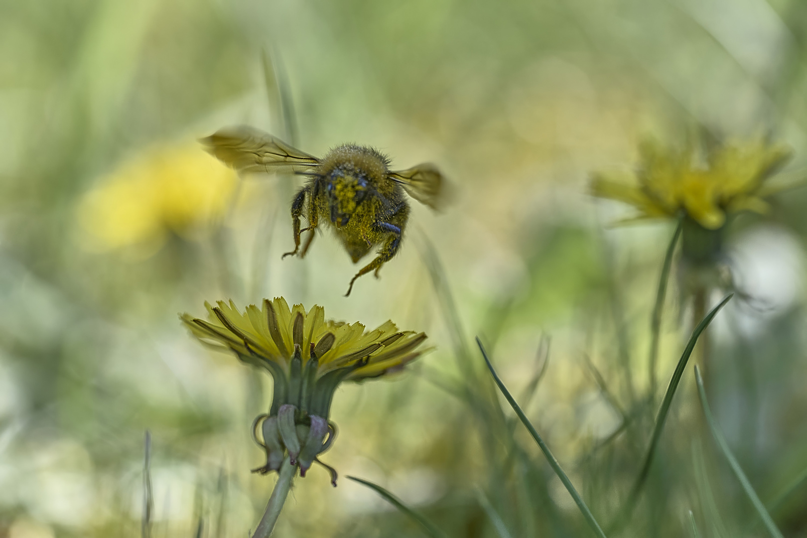 Gänseblümchen Anflug