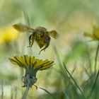 Gänseblümchen Anflug