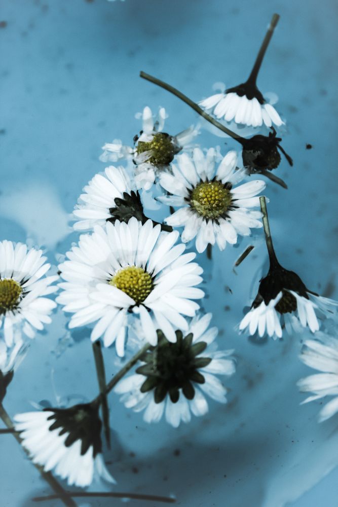 Gänseblümchen ansammlung im Eimer