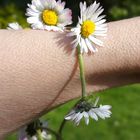 Gänseblümchen-Armband 