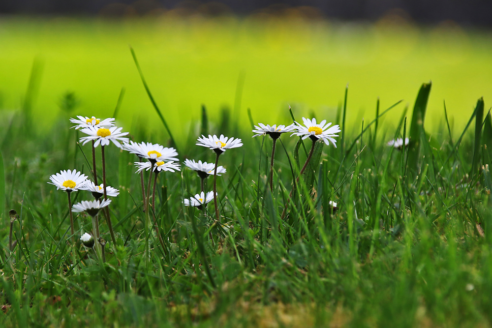 Gänseblümchen auf Augenhöhe