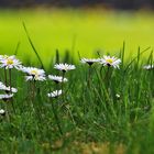 Gänseblümchen auf Augenhöhe