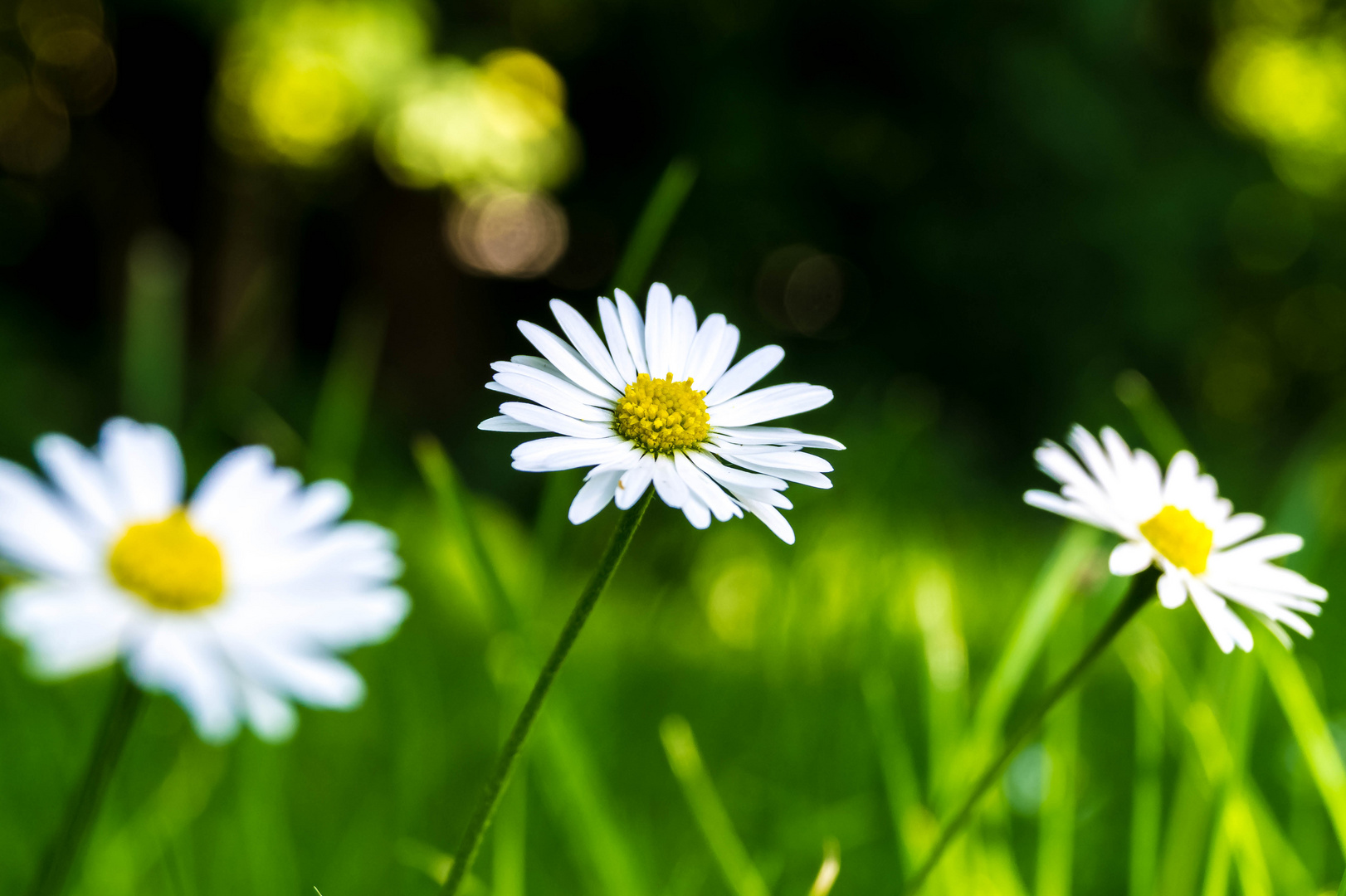 Gänseblümchen auf Augenhöhe