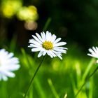 Gänseblümchen auf Augenhöhe