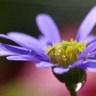 Gänseblümchen auf dem Balkon