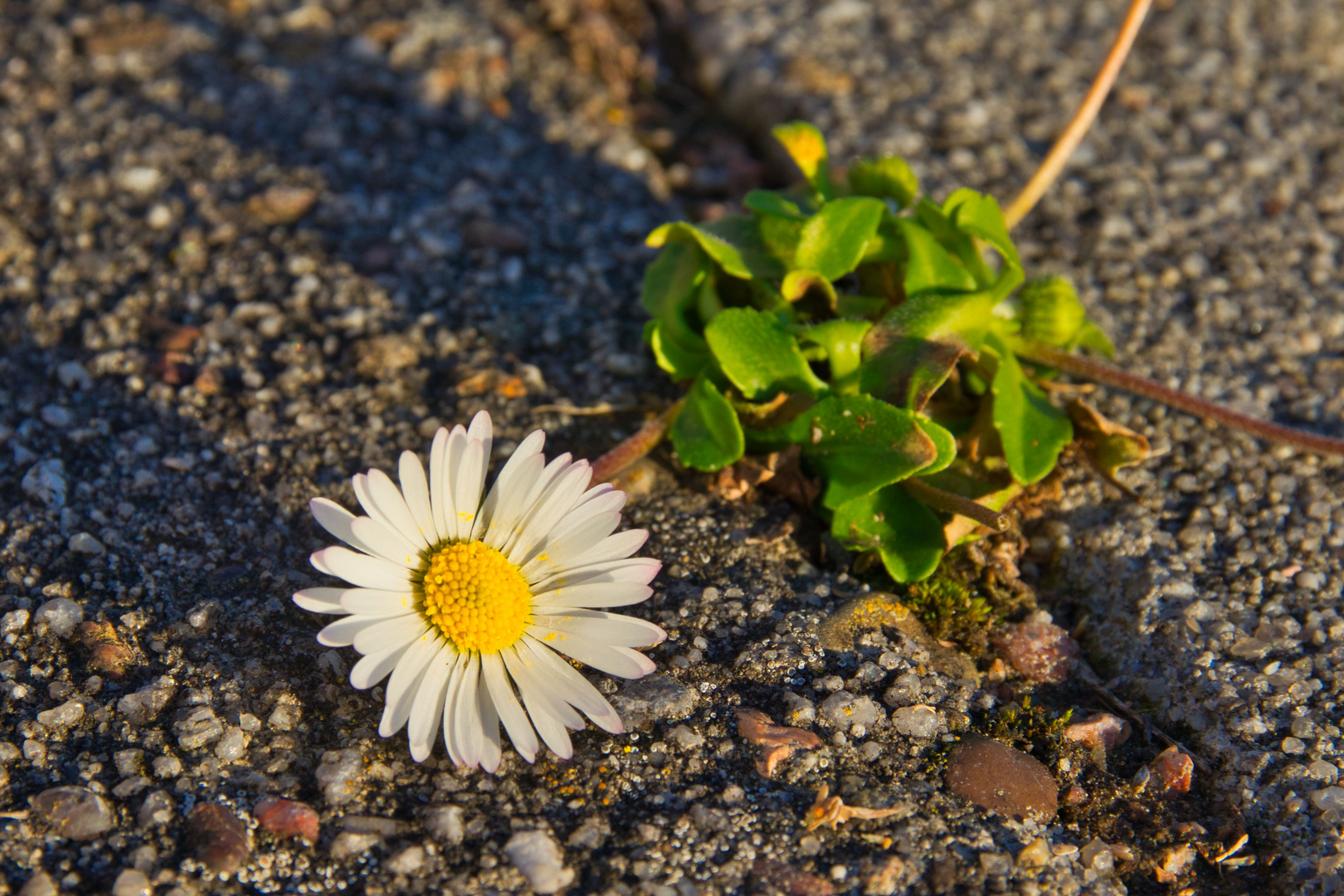 Gänseblümchen auf dem Gehweg 