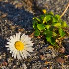 Gänseblümchen auf dem Gehweg 