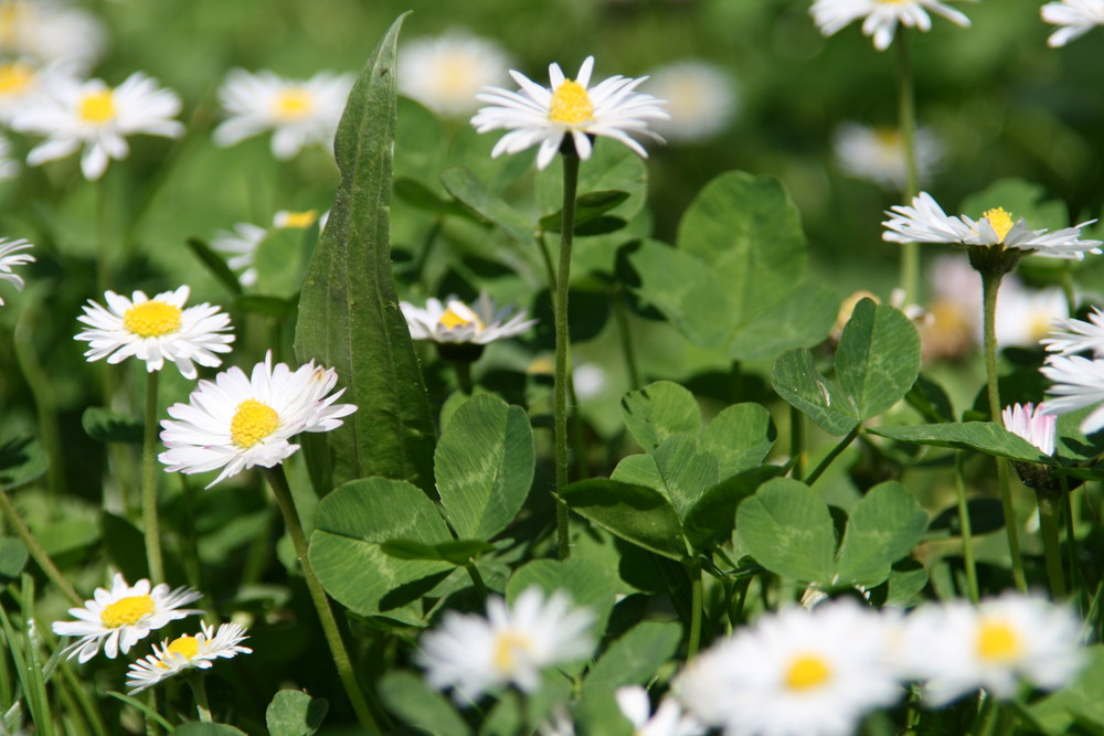 Gänseblümchen auf dem Rasen Foto & Bild pflanzen, pilze & flechten