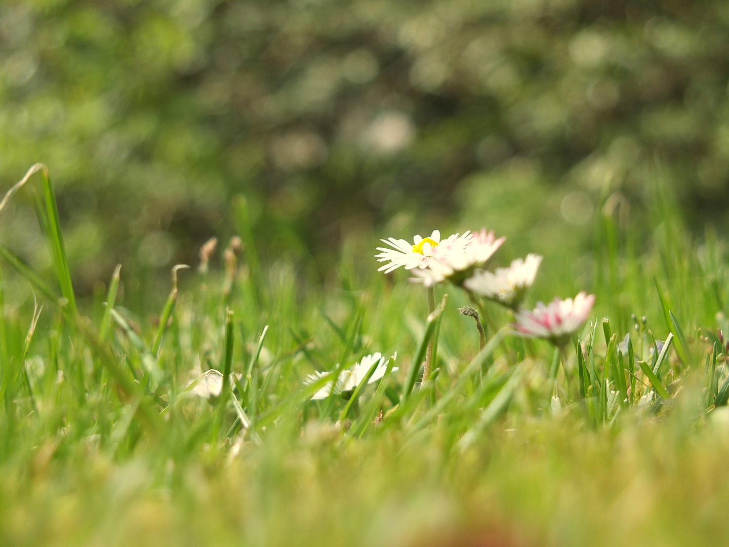 Gänseblümchen auf dem Waldfriedhof