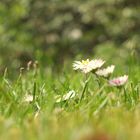 Gänseblümchen auf dem Waldfriedhof