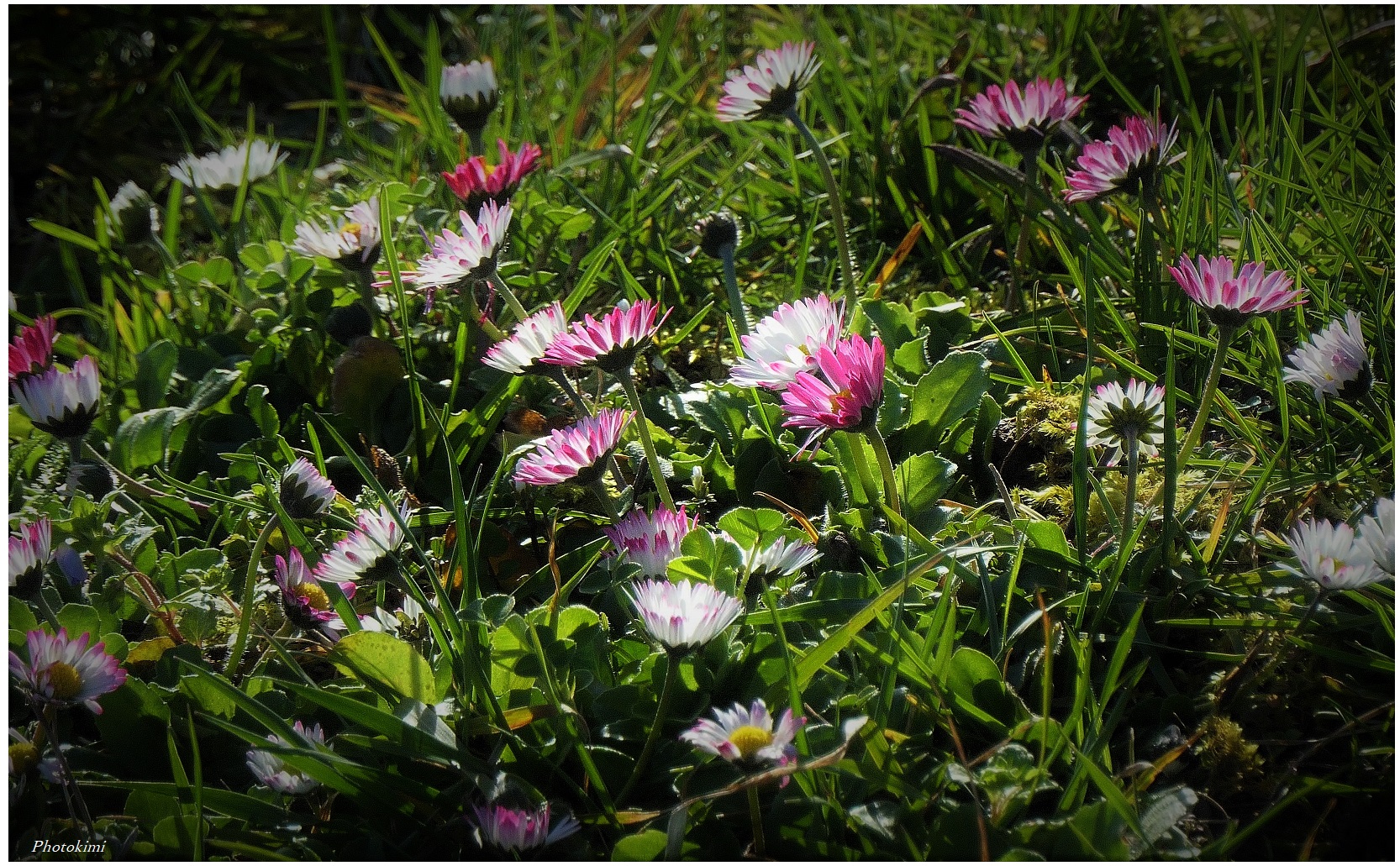 Gänseblümchen auf dem Weinberg