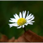 Gänseblümchen auf der Herbstwiese