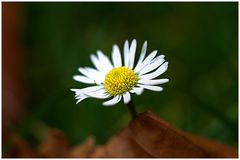 Gänseblümchen auf der Herbstwiese