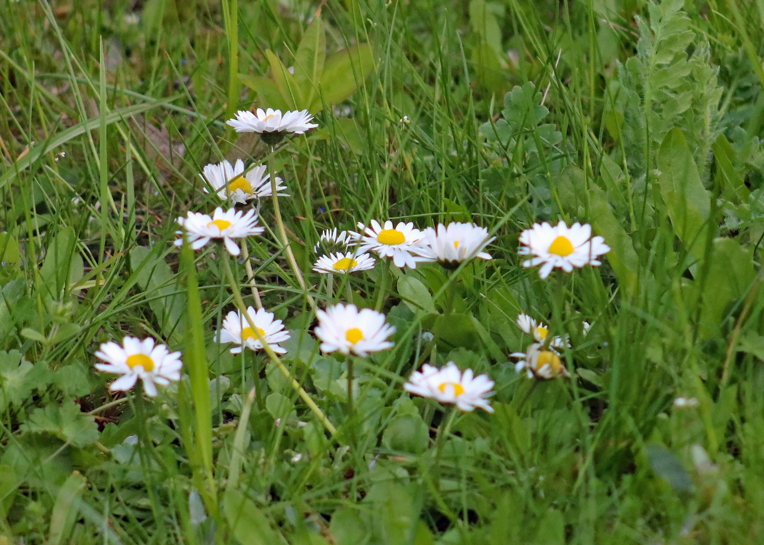 Gänseblümchen auf der Wiese