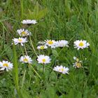 Gänseblümchen auf der Wiese