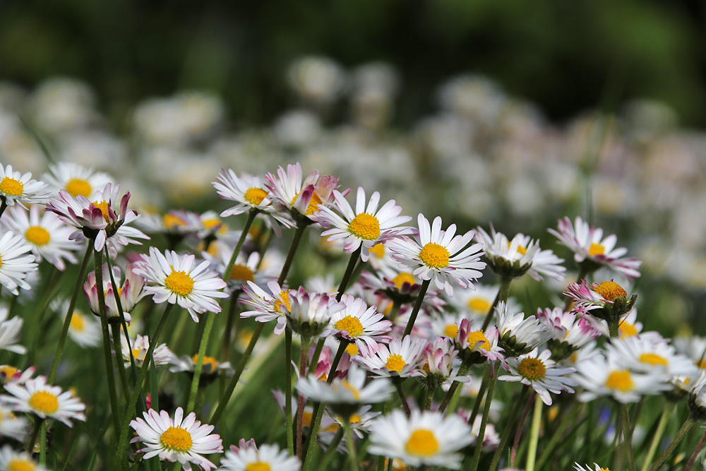 Gänseblümchen auf der Wiese