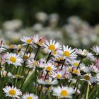 Gänseblümchen auf der Wiese