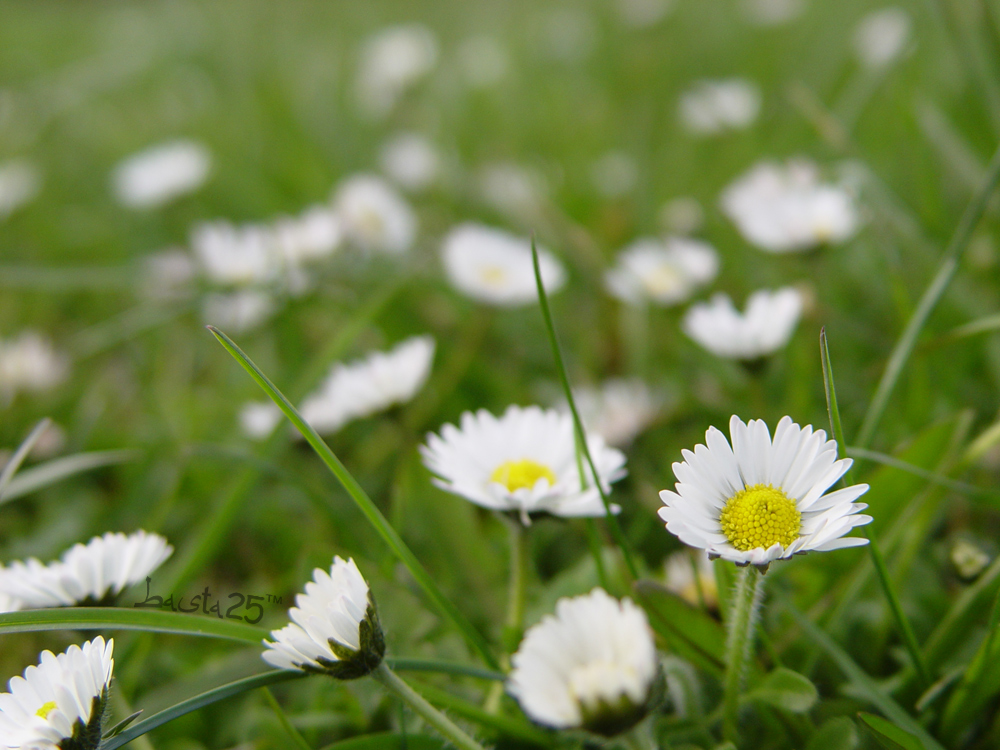 Gänseblümchen auf der Wiese