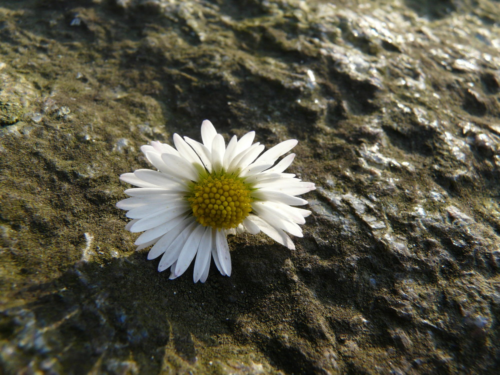 Gänseblümchen auf Felsen