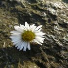 Gänseblümchen auf Felsen