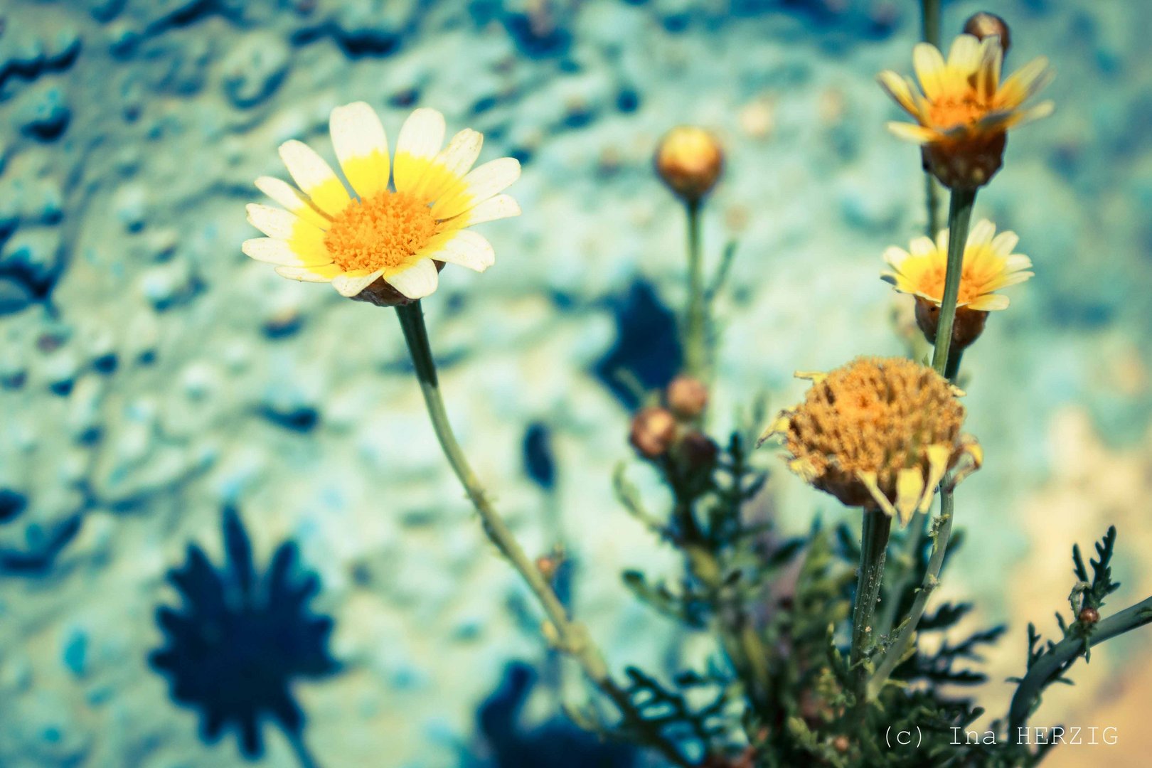 Gänseblümchen auf Kreta