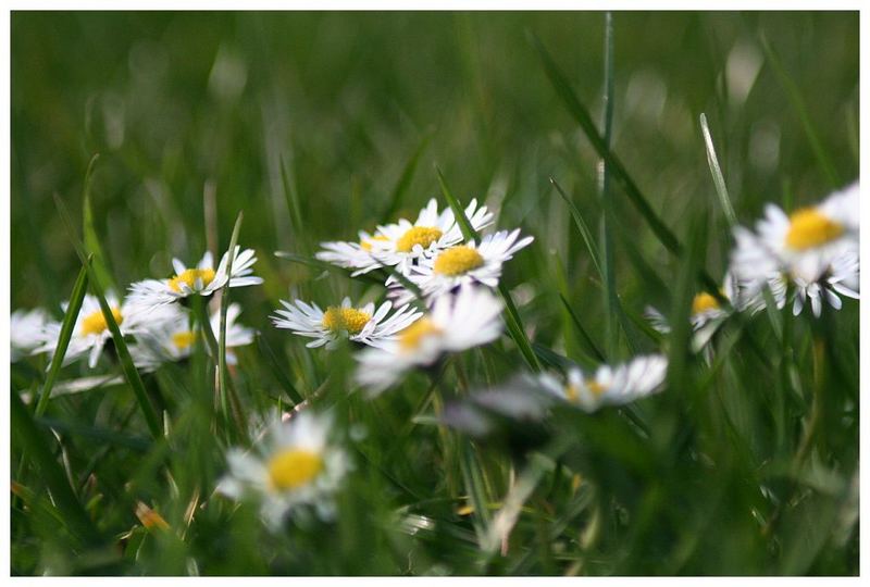 Gänseblümchen auf Nachbars Rasen