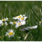 Gänseblümchen auf Nachbars Rasen