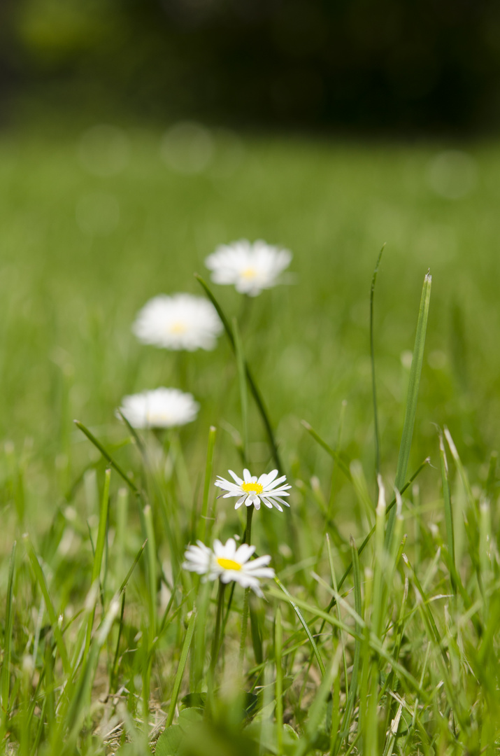 Gänseblümchen aufgereiht