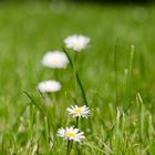 Gänseblümchen aufgereiht