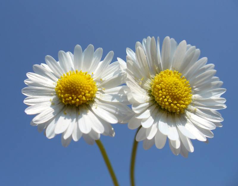 Gänseblümchen aus Ameisenperspektive