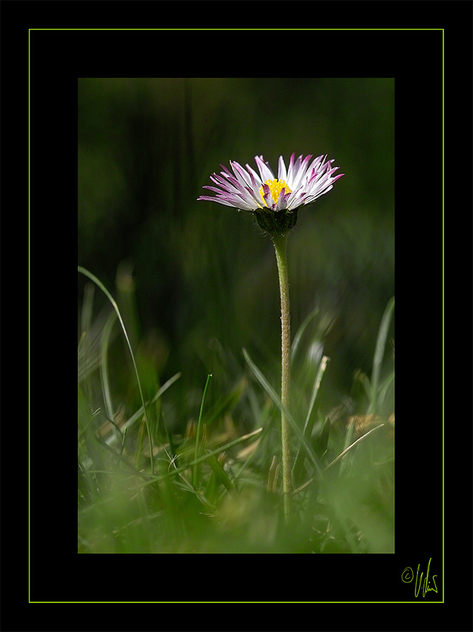 Gänseblümchen aus der Sicht eines Käfers :-)