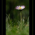 Gänseblümchen aus der Sicht eines Käfers :-)