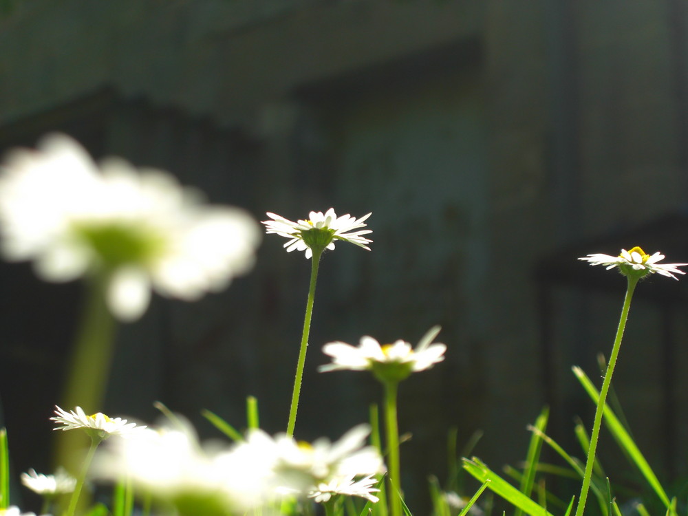 Gänseblümchen aus der Sicht eines Maikäfers