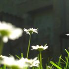 Gänseblümchen aus der Sicht eines Maikäfers