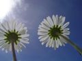 Gänseblümchen aus der Sicht eines Marienkäfers von Andreas Vigl