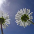 Gänseblümchen aus der Sicht eines Marienkäfers