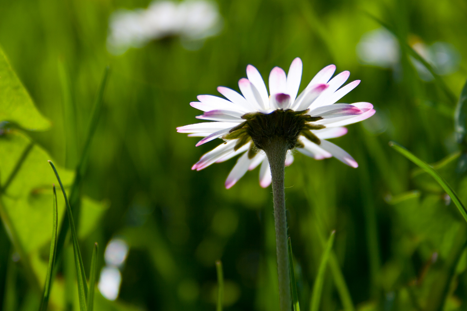 Gänseblümchen aus einer anderen Perspektive