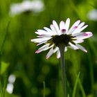 Gänseblümchen aus einer anderen Perspektive