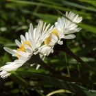 Gänseblümchen aus einer anderen Sicht...