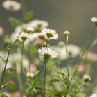 Gänseblümchen aus Froschperspektive