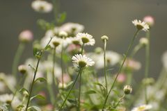 Gänseblümchen aus Froschperspektive