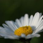 Gänseblümchen aus Garten im Gegenlicht