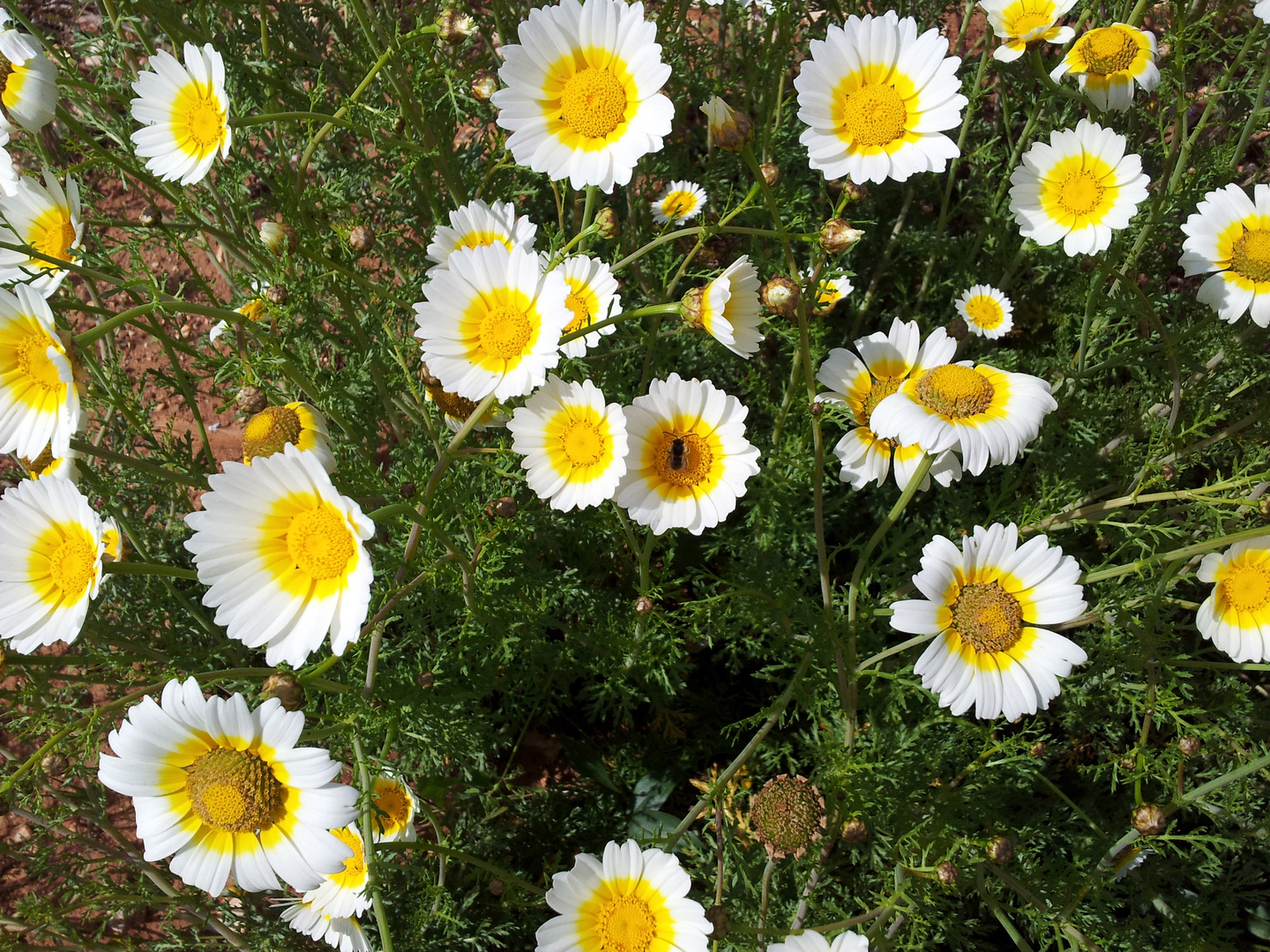 Gänseblümchen aus Portugal