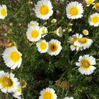 Gänseblümchen aus Portugal